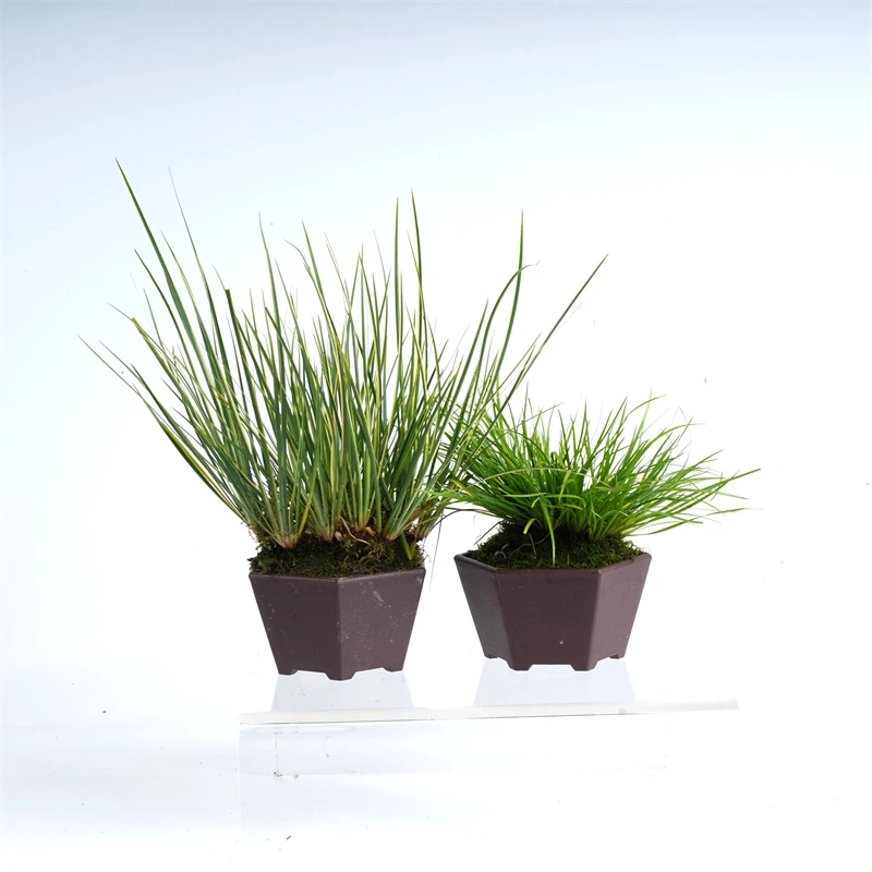 精选菖蒲 买一送一 黄金姬+虎须