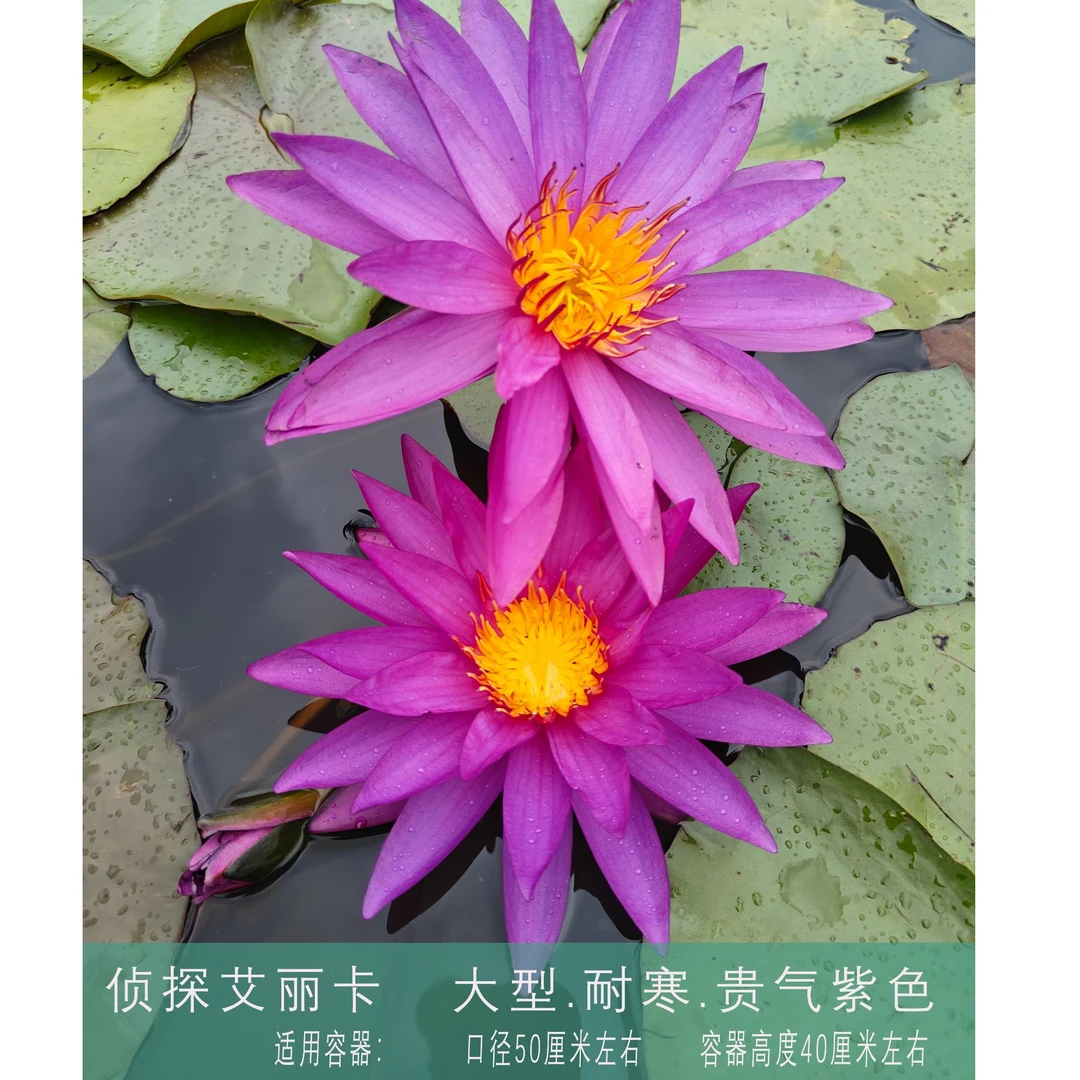 侦探艾丽卡精品大型耐寒水池塘带花苞盆栽根块茎培植物卉四季