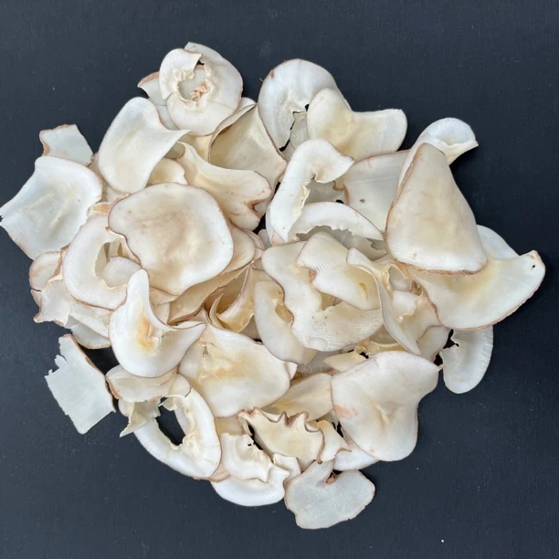 广东鱼胶 君君严选 海底椰