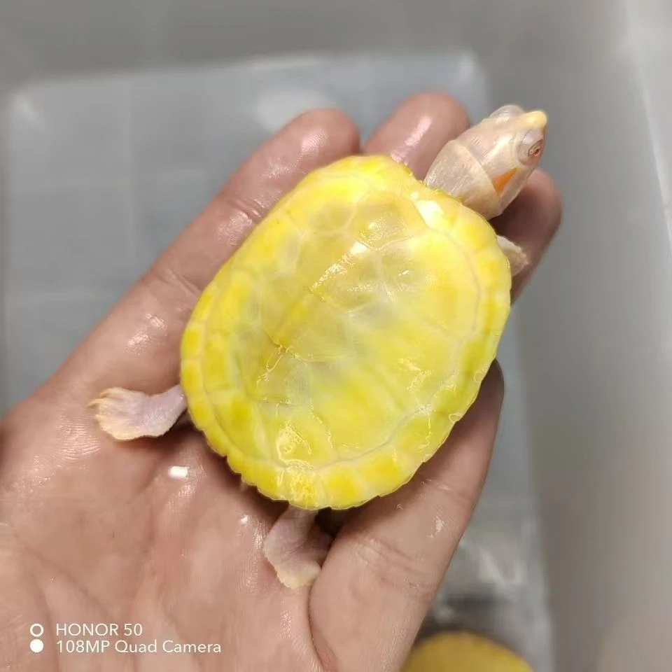 直播挑选小可爱龟龟巴西龟