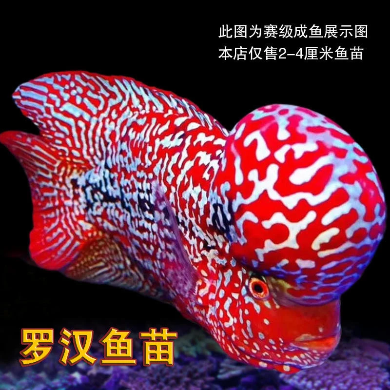 观赏鱼好养耐活鱼活体热带鱼泰金红马古典高起头精品罗汉鱼苗