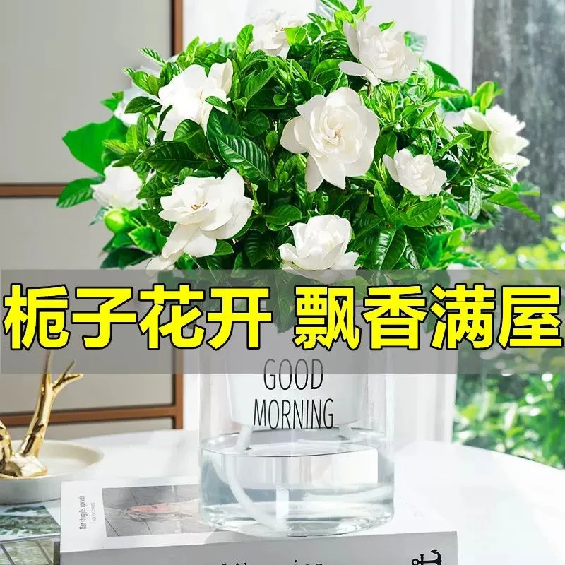 浓香型栀子花盆栽花卉植物室内无花苞阳台水培绿植浓香型四季好养