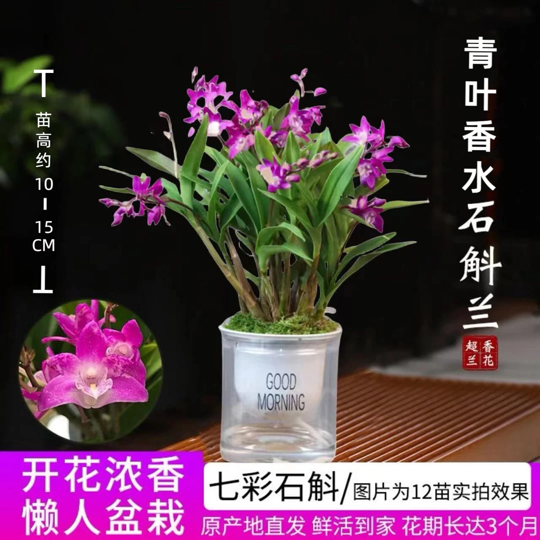 新品季节澳洲香水石斛兰开花浓香室内桌面绿植盆栽花卉净化空气