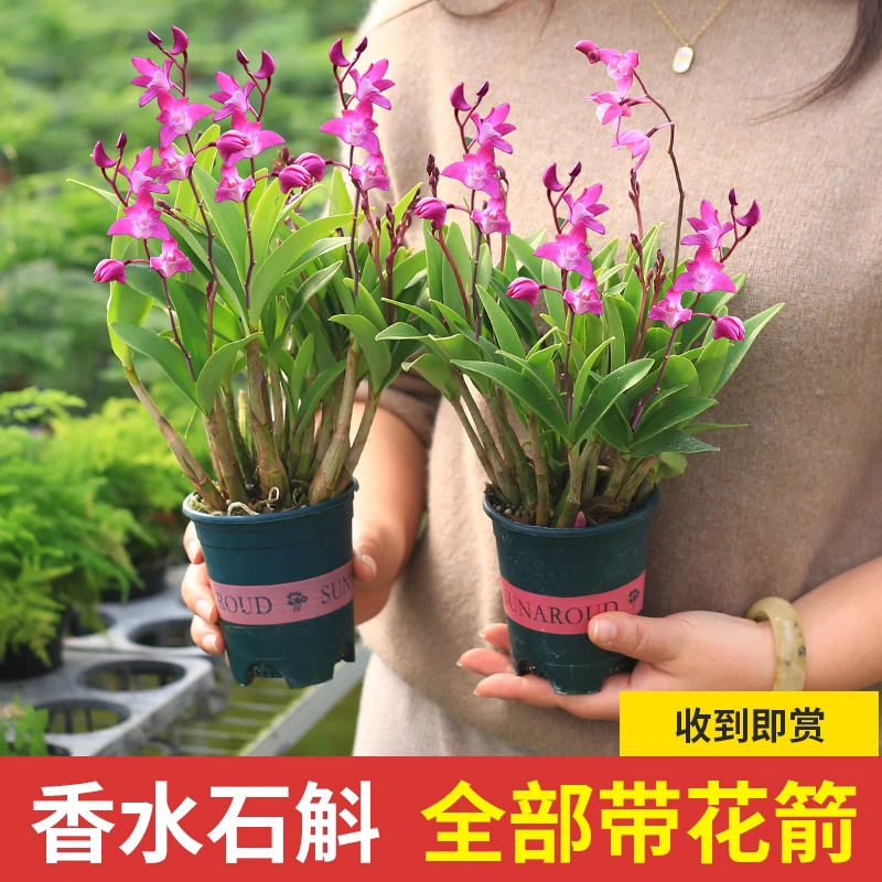 澳洲香水石斛兰冬季带花苞水培开花浓香室内桌面绿植盆栽花卉鲜活