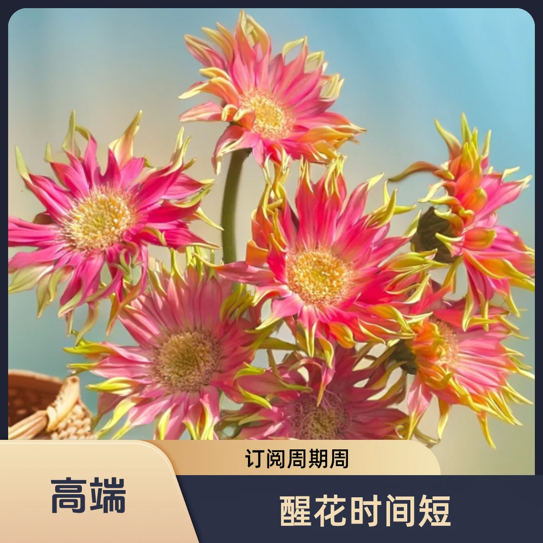 卷边非洲菊（任意1-4件1个运费）空气卷/拉丝非洲菊
