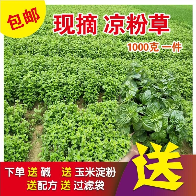 送全部辅料2斤梅凤凉粉草食用新鲜凉粉草生草湿草仙人草仙草现摘