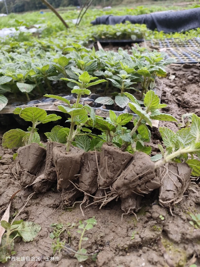梅凤广西本地品种圆叶凉粉苗绿凉粉草苗培育苗10棵100克