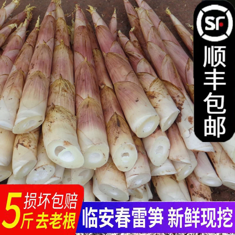 临安天目山雷笋春笋3斤当天现挖竹笋