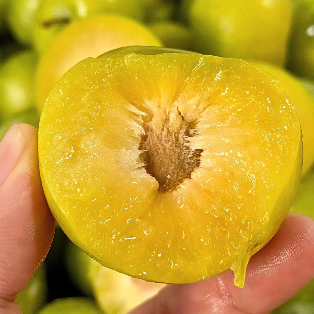 蜂糖李子树苗果树苗