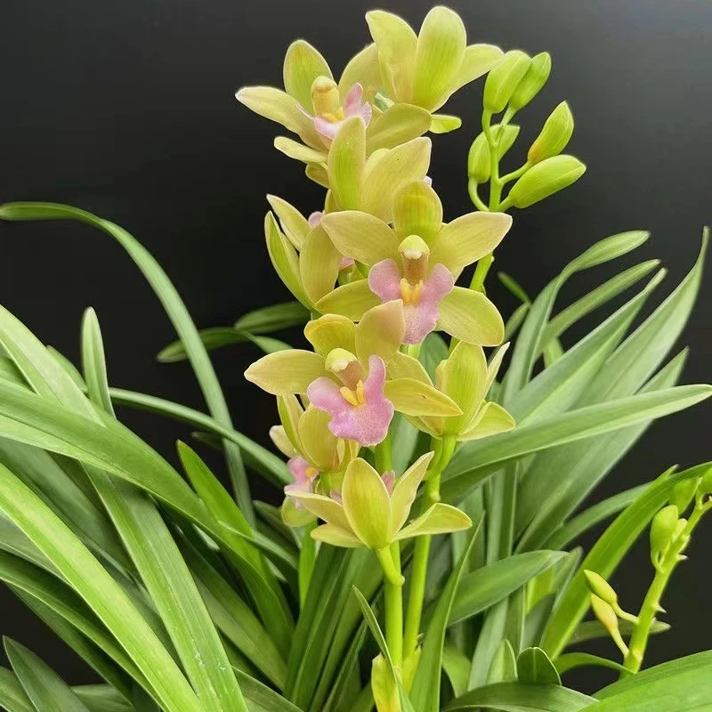 带花剑香兰浓香型高档兰花四季开花室内客厅阳台绿植盆栽花卉