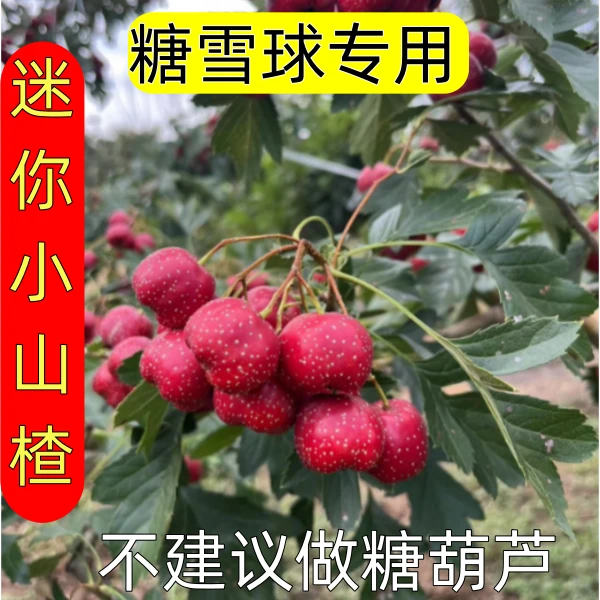新鲜山楂果 3斤装鲜山楂甜山楂小山楂糖雪球用甜红子