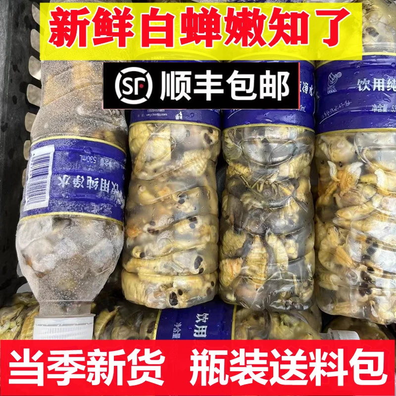 2025新鲜白蝉蜕变爬叉猴嫩蝉唐僧肉营养丰富油炸爬拉速冻保鲜发货