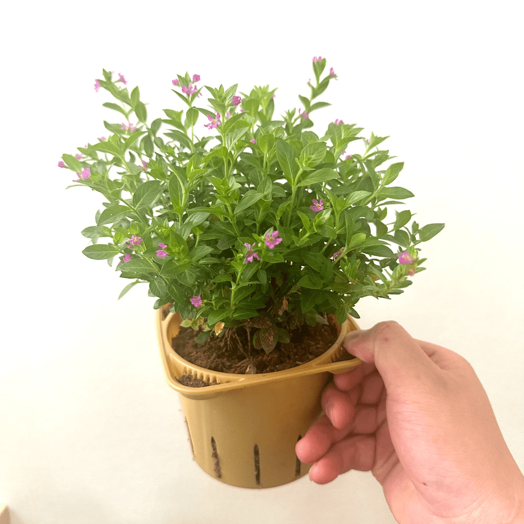【满天星】原创设计多肉植物耐旱室内家居摆设绿植好养活