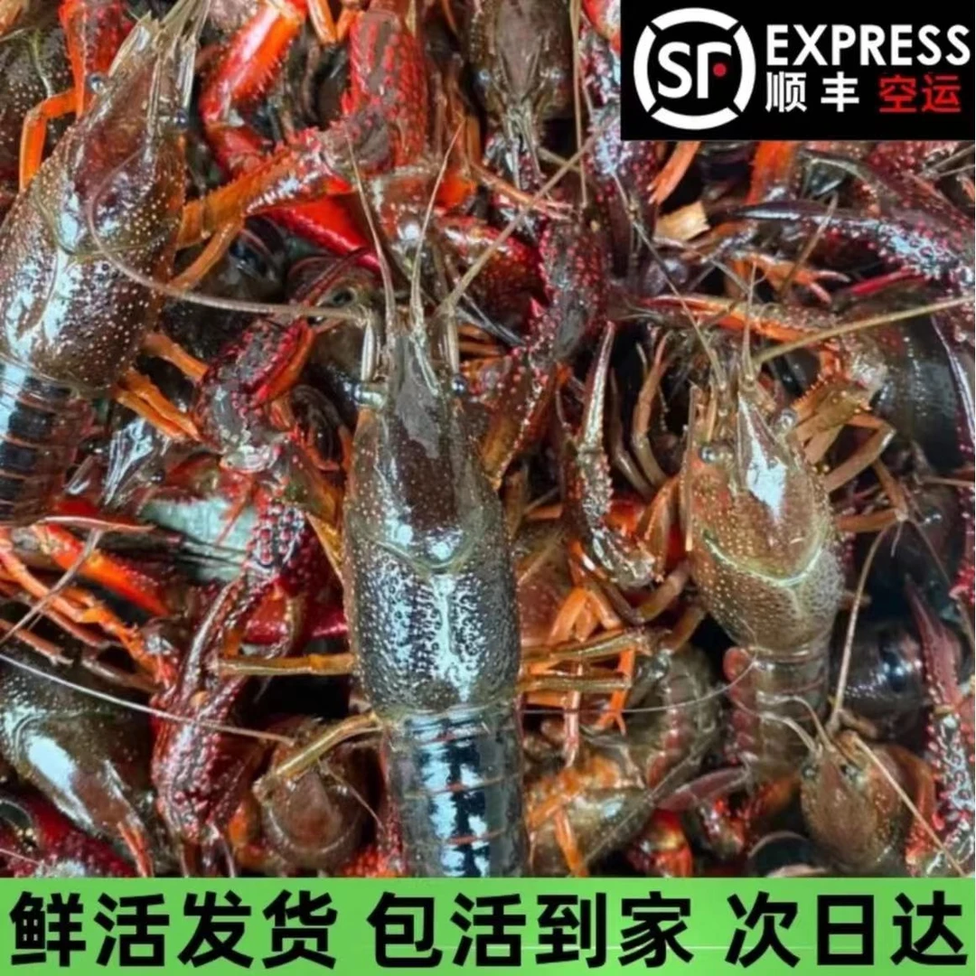 【全国空运】江苏小龙虾顺丰航空自家品质清水鲜活小龙虾5斤不包邮