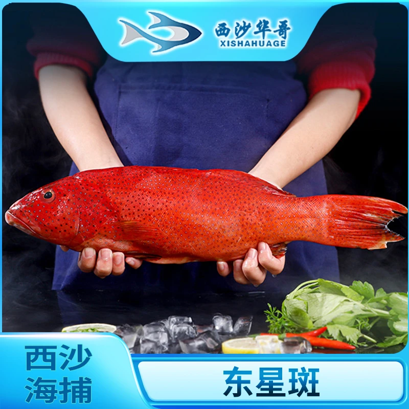 【西沙-东星斑】鲜活冷冻东星斑红石斑鱼珊瑚鱼海鲜液氮极速锁