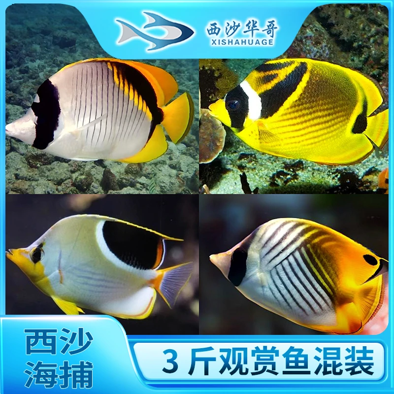 【西沙-观赏鱼3斤装】鲜活液氮冷冻观赏鱼蝴蝶鱼神仙鱼珊瑚鱼小彩鱼