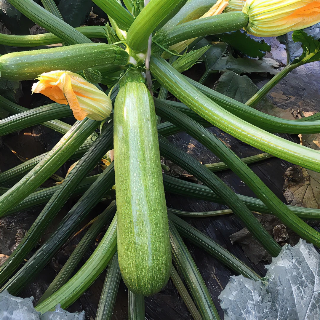 西葫芦种子亚历山大四季育苗高产播种蔬菜种子杂交保护翠绿色