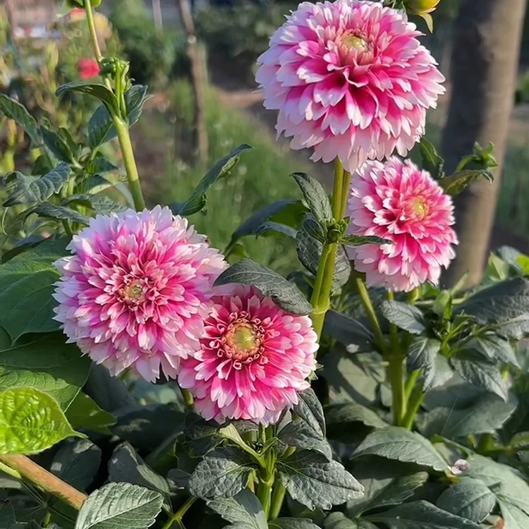 一整坨  进口重瓣大丽花种球