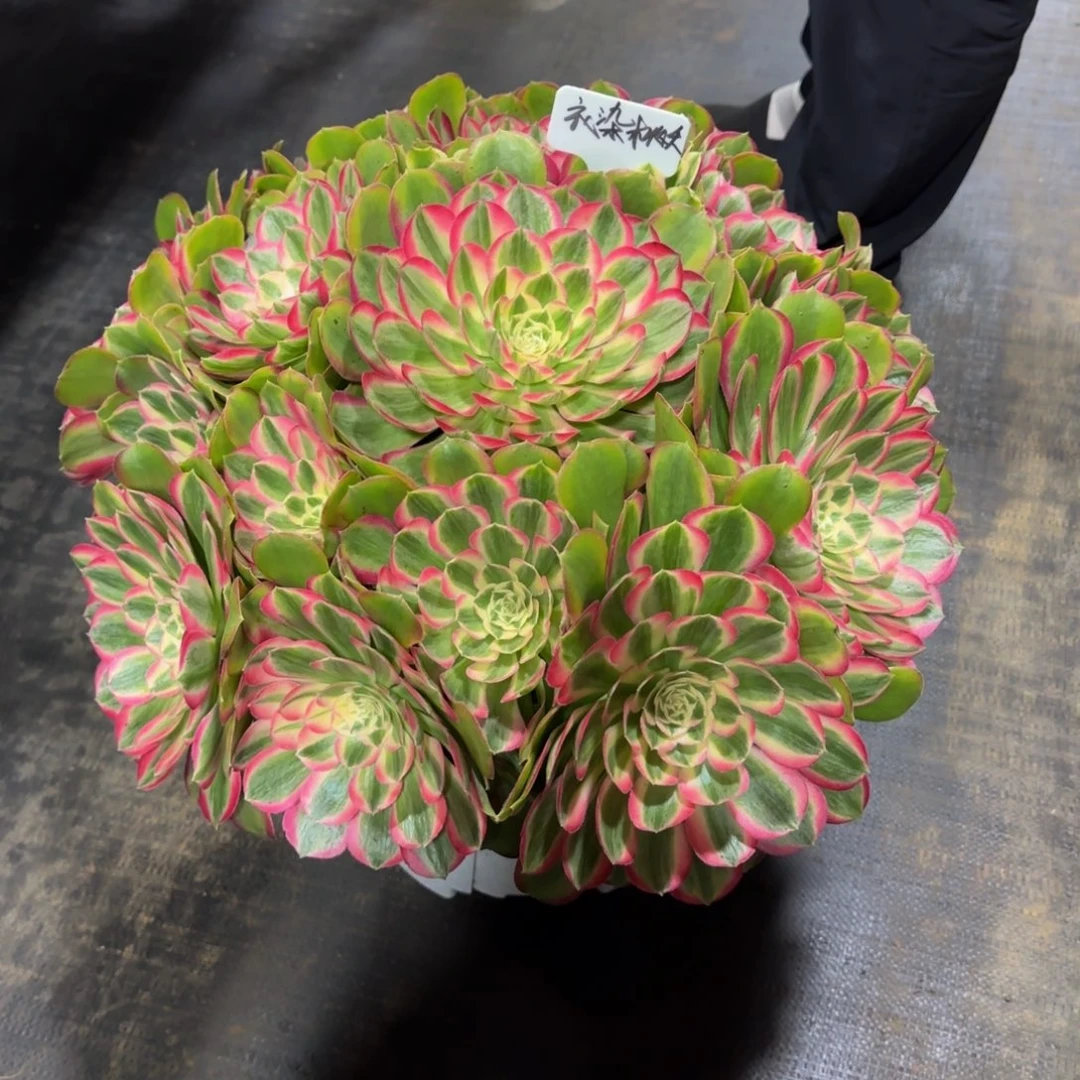 衣**夭孔雀翎精品法师