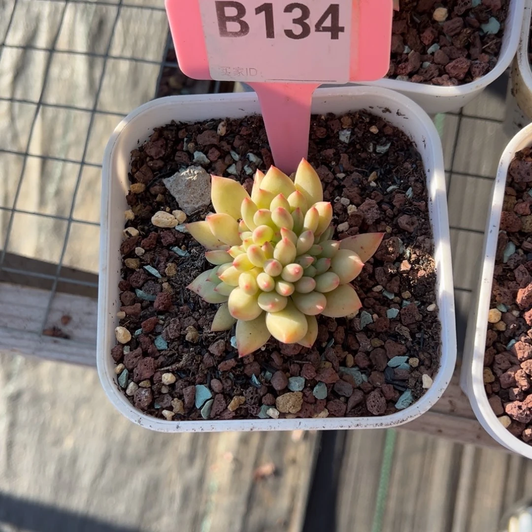 ✨**?岩字多肉植物啊啊b134