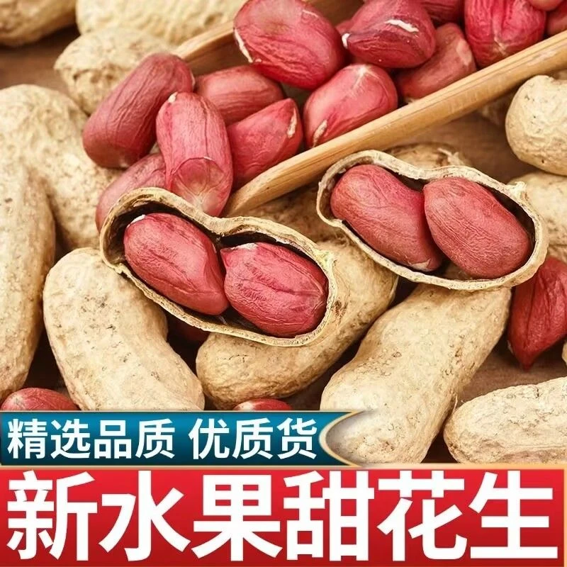 【水果花生种子】水果甜花生农家正宗带壳晒干红衣花生生吃软糯香甜