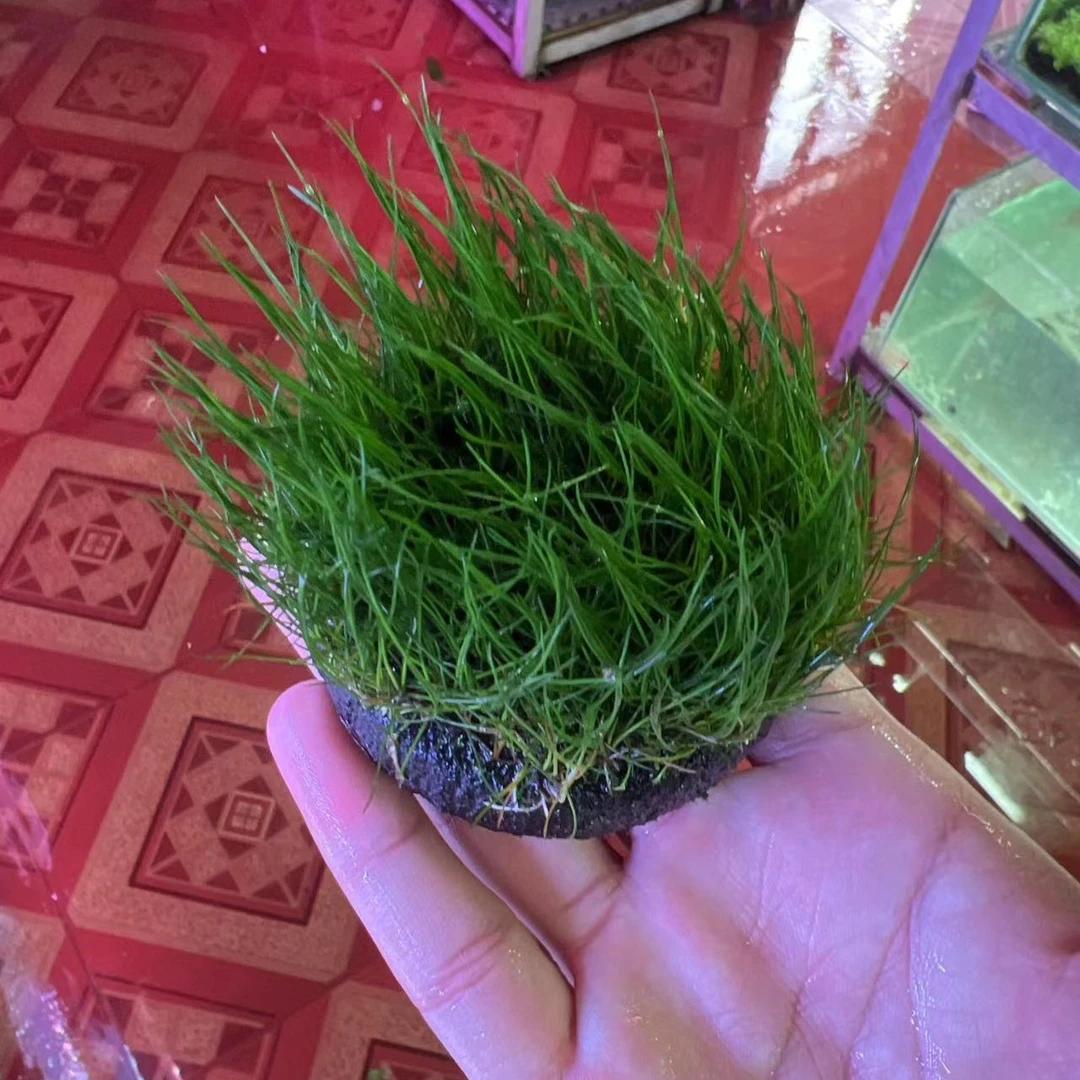 牛毛坨草水草前景套餐 三坨