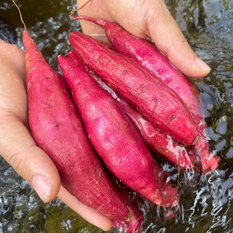 小香薯农家种植临安板栗红薯新鲜现挖老少皆宜小果5斤净含量
