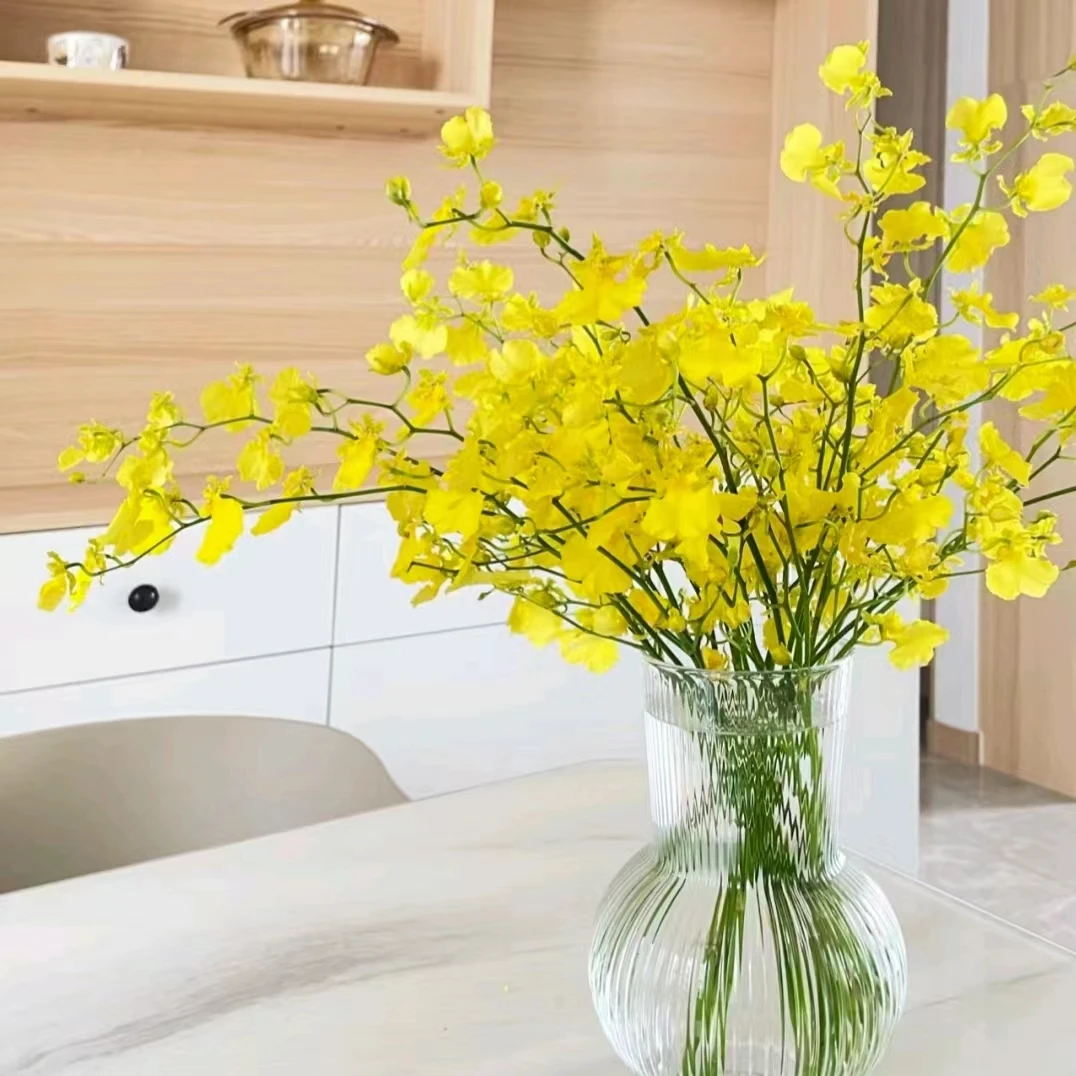 柠檬黄跳舞兰家居水养鲜花 云南鲜花基地直发 清新淡雅花材花期长