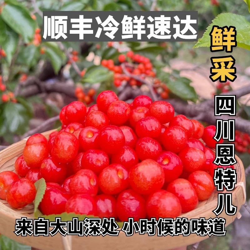 x精品装【顺丰空运】四川大凉山水晶小樱桃儿时味道 酸甜软糯1-3斤