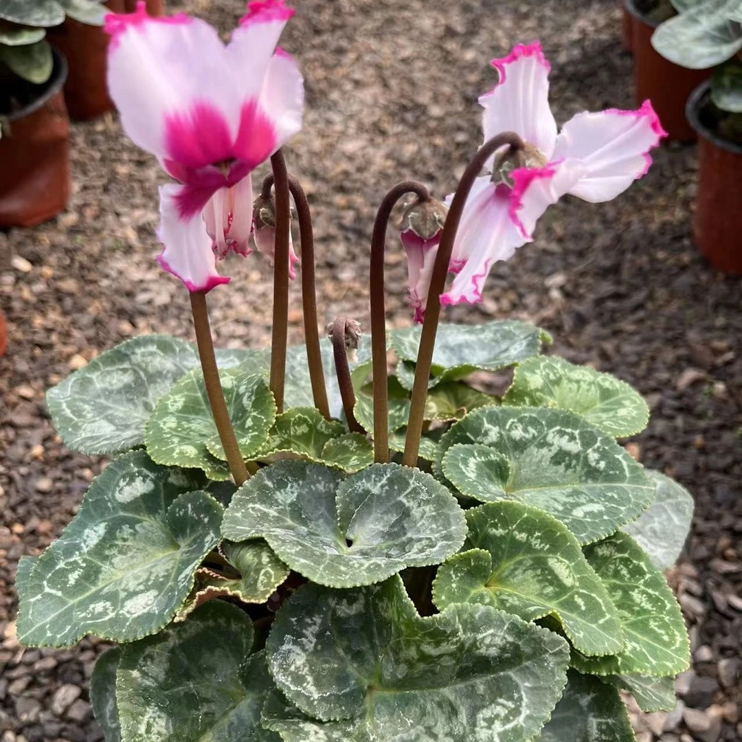 仙客来(维多利亚)一棵