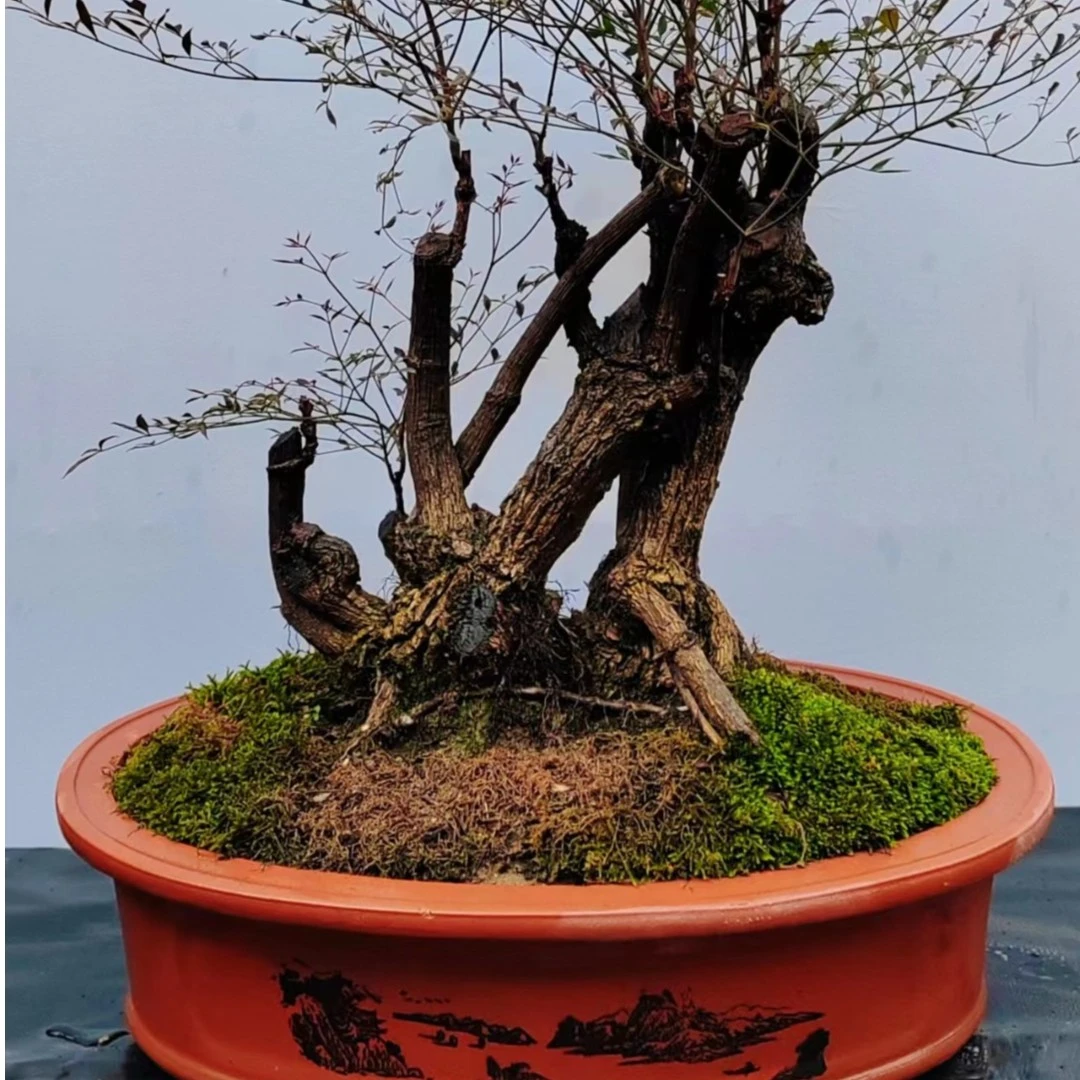 直播付米用，蓝天竹，冬天叶子变红