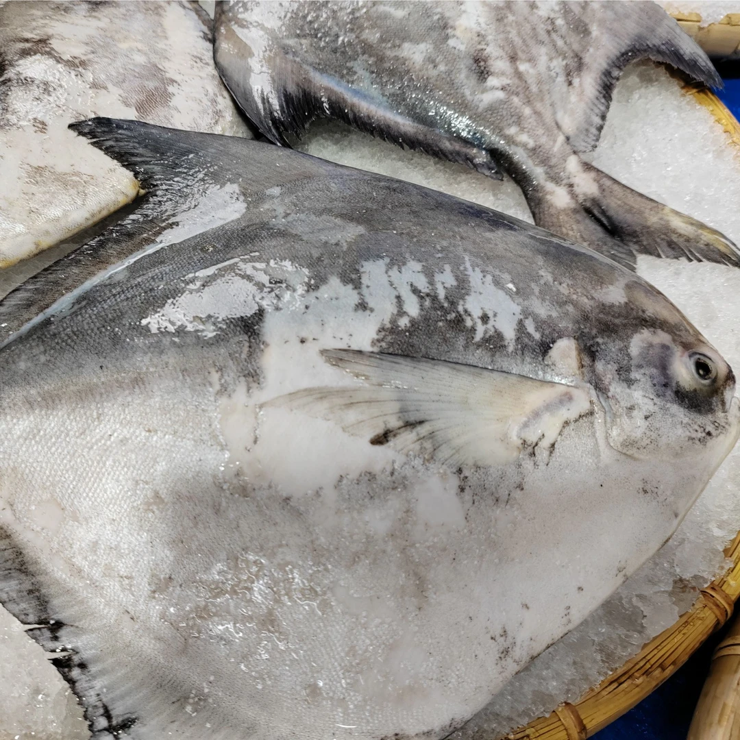 湛江本地大白枪鱼