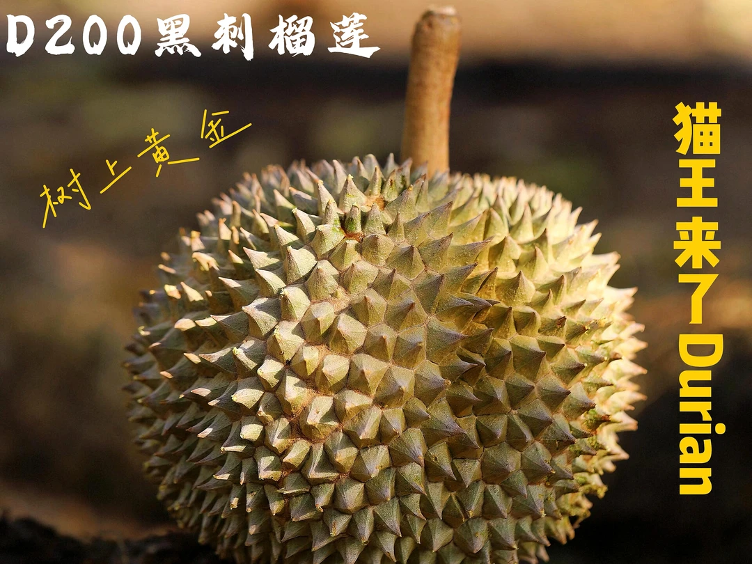 【一果一拍】马来西亚D200黑刺原装进口液氮锁鲜榴莲京东发货