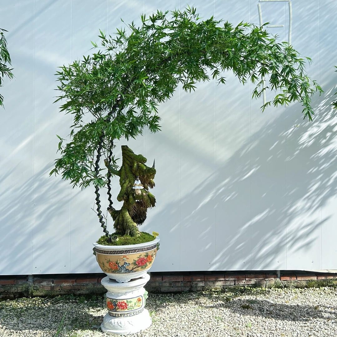 “宝塔连体多龙虾桩”万里挑一意境款带石湾贴花底座小叶勒竹的盆景