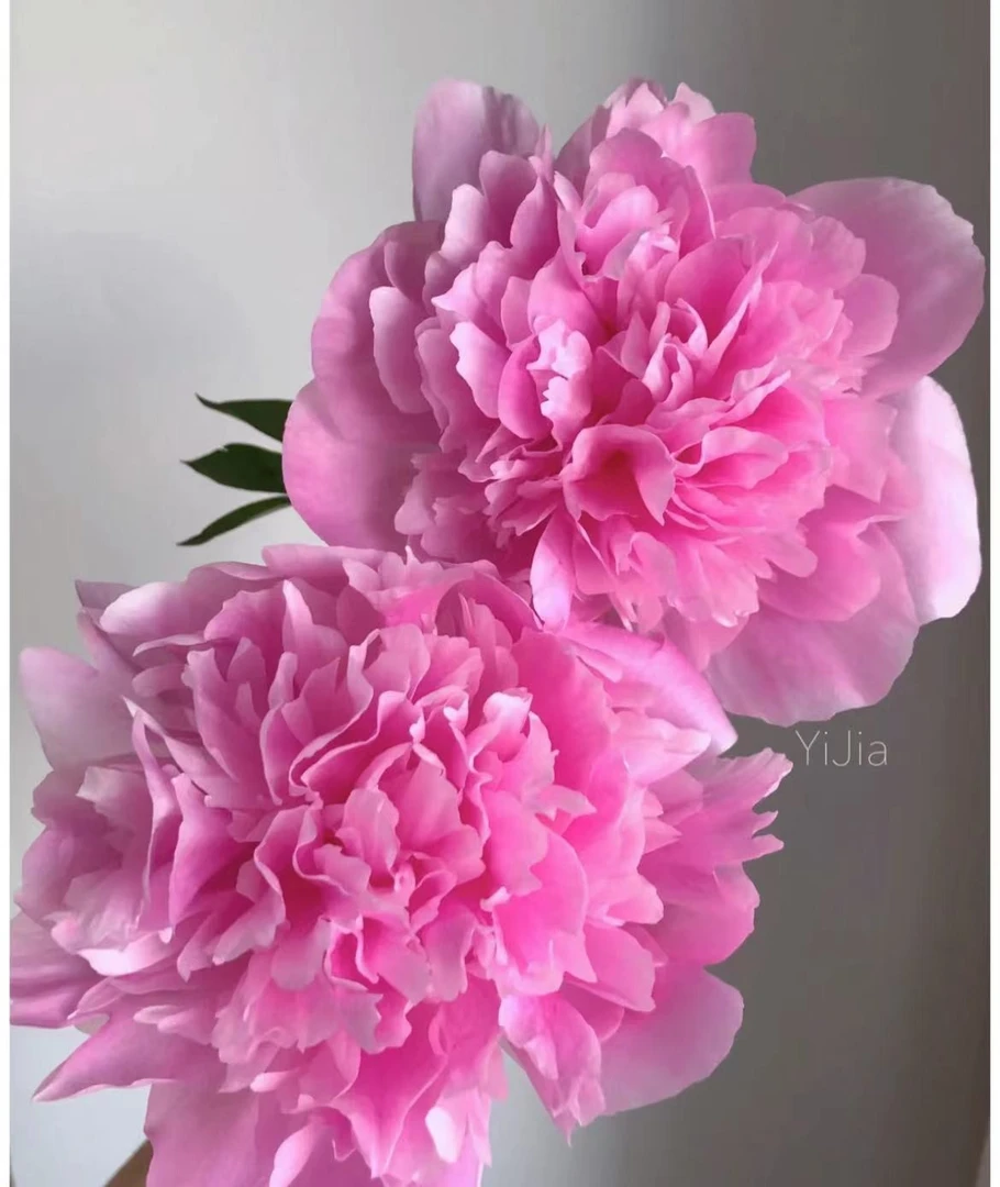 【云】重瓣汉中蓝梦芍药10枝，重瓣芍药开出来超大玫粉色
