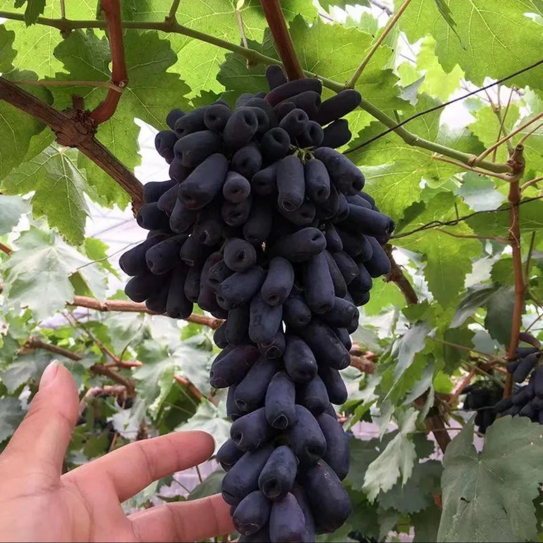 【蓝宝石3棵】葡萄树苗南北方耐寒盆栽地栽耐晒新手爬藤阳台结果