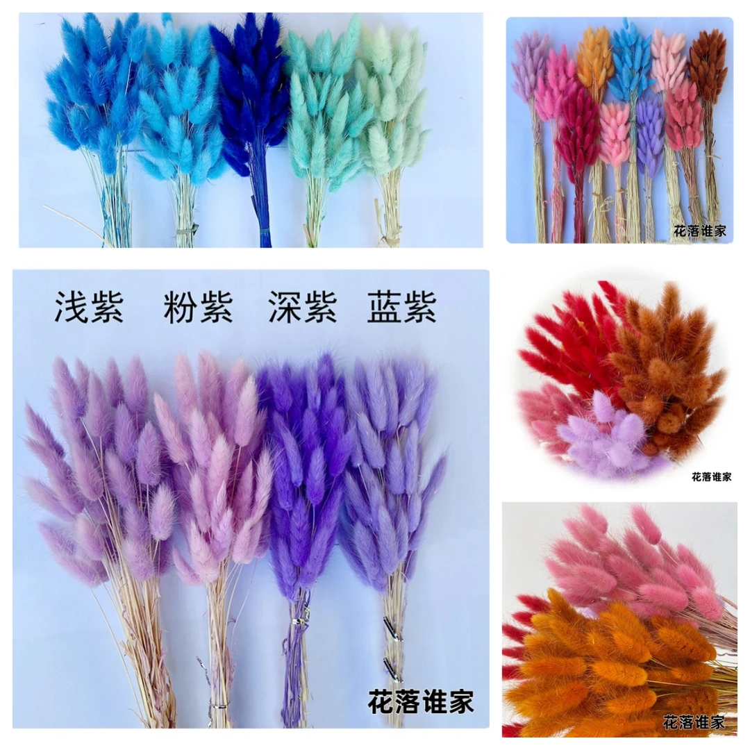 【花落谁家】干花白色兔尾草 彩色兔尾草 一束50支