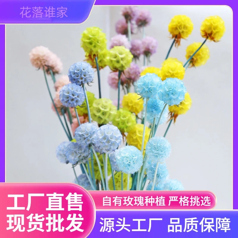 【永生花单头风车果】 风车果  ins风清新可爱果类干花装饰小花瓶