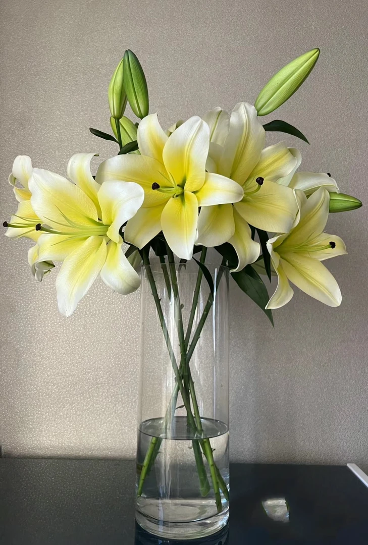 黄天霸10个花苞 香水百合 需要醒花两单顺丰或空运发出无法拒收