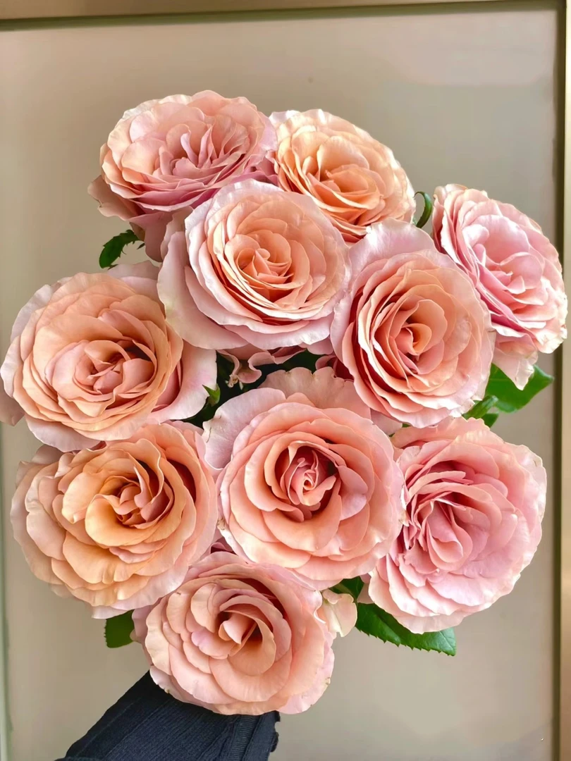 莫伯玫瑰 需要醒花 两单顺丰偏远空运 发出无法拒收新鲜