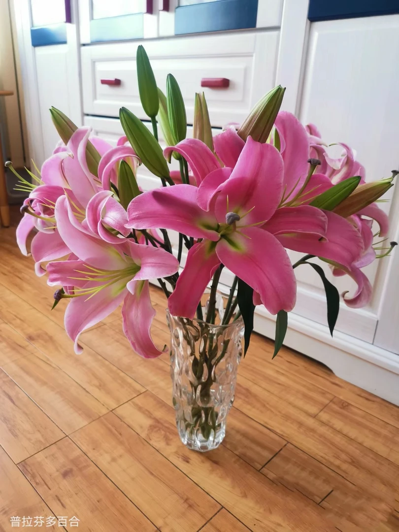 普拉芬多10个花苞香水百合需要醒花两单顺丰或空运发出无法拒收