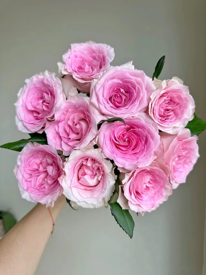 洛神玫瑰 玫瑰 收到花需要醒花 0°以下要拍保温棉 云南直发