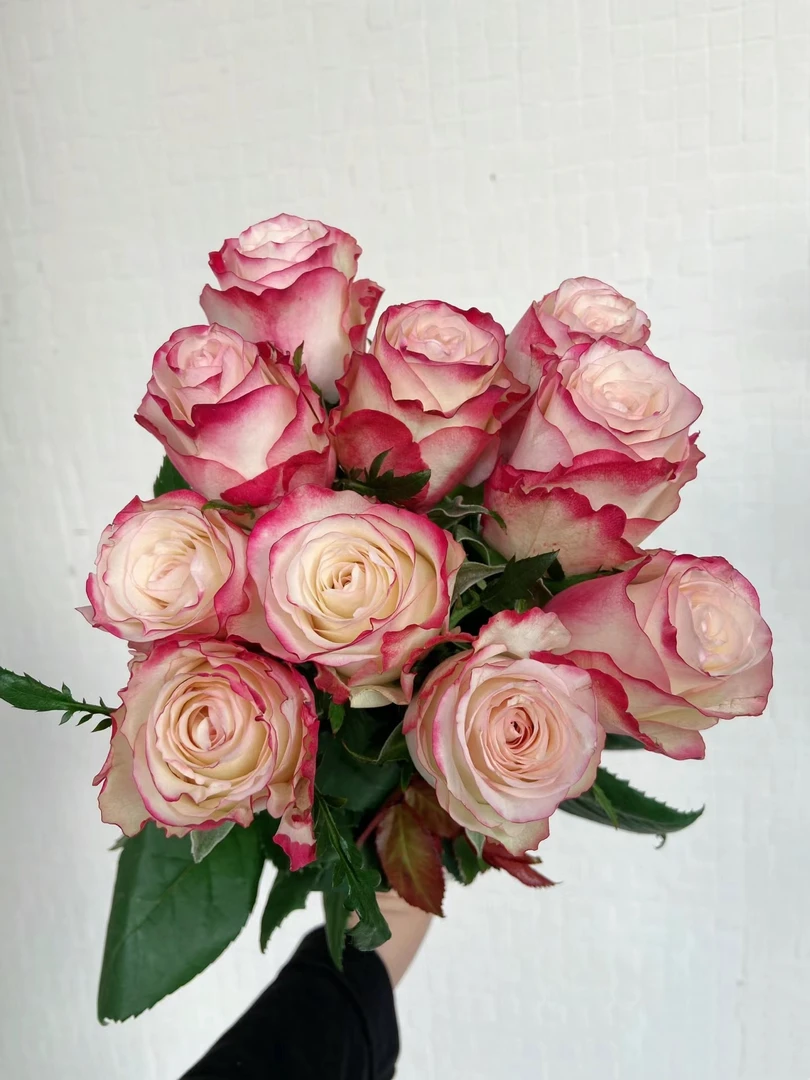 红唇-20支玫瑰 需要醒花 两单顺丰 偏远空运 发出无法拒收