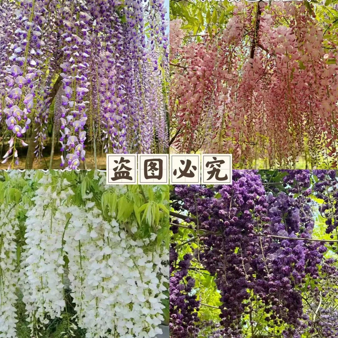 【日系紫藤保真】长穗花紫藤爬藤植物庭院围墙易活绿植花卉3米高