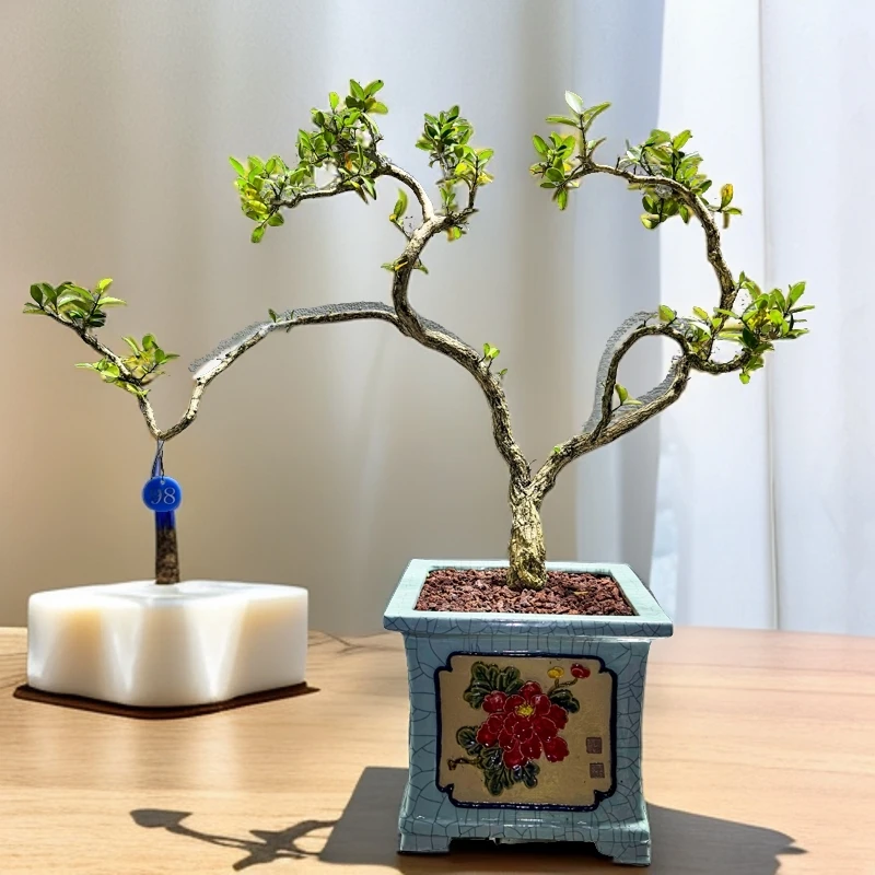 直播专属高端盆景海岛黄杨造型盆景精品小叶黄杨带盆带土