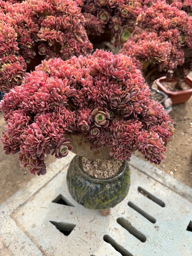 三尺篱笆精品法师自然朵朵缀化