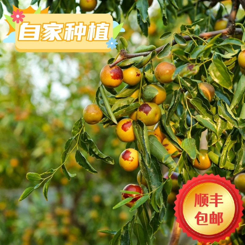 正宗山西脆甜冬枣新鲜成熟好吃健康甜度高净重3斤5斤含量