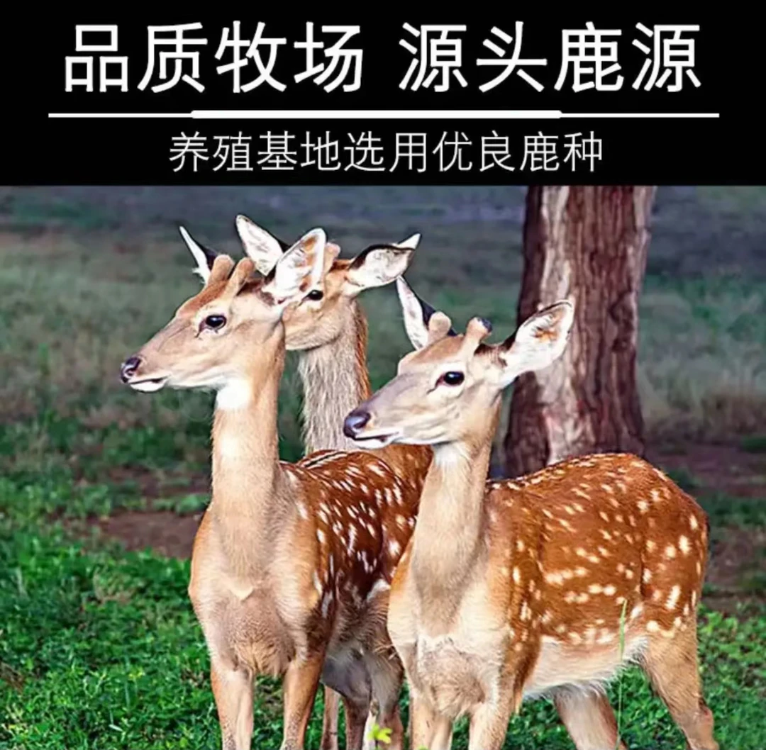 中国梅花鹿之乡的梅花鹿半只