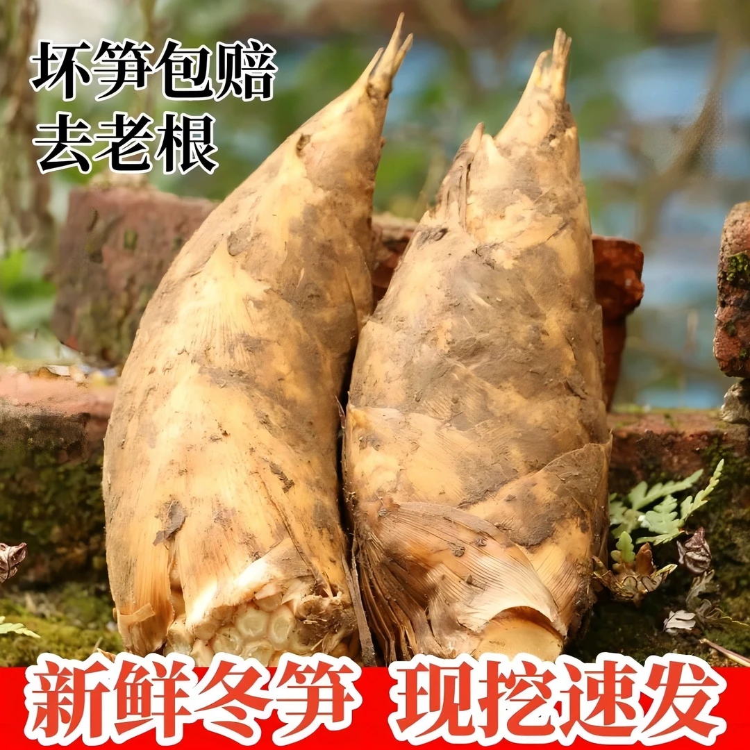 高山黄泥现挖冬笋3斤5斤炒腊肉鲜嫩 杭州绿色新鲜肉厚美味