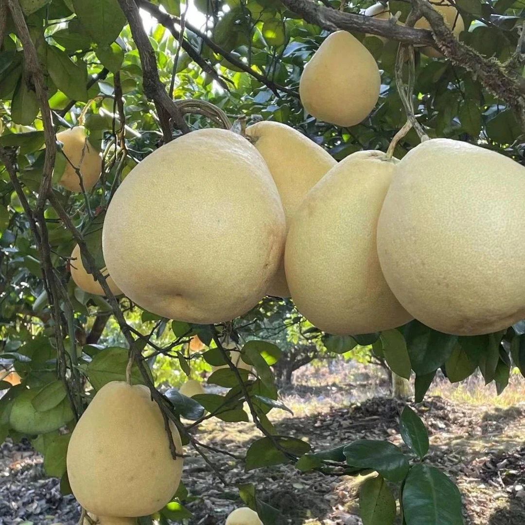 湖北李家河正宗贡水白柚